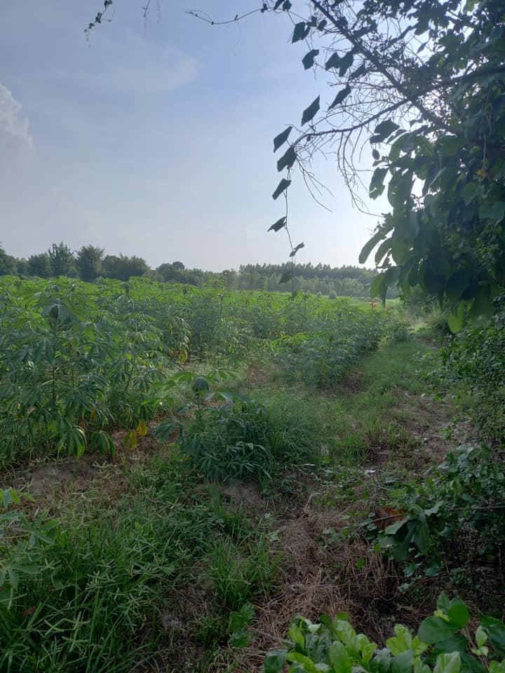 ขายที่ดินพิษณุโลก เมืองพิษณุโลก 1งาน