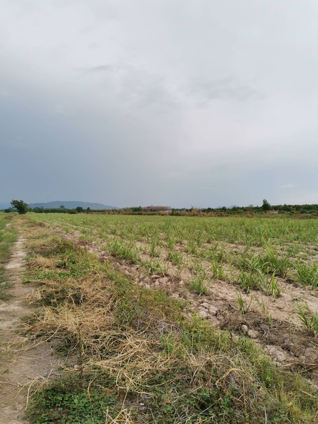 ขายที่ดินกำแพงเพชร ใกล้หมู่บ้าน ในเขตเทศบาล