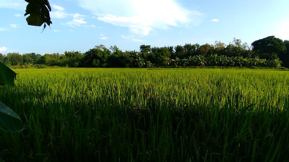 ขายที่ดิน ลำปาง 8-3-29 ไร่
