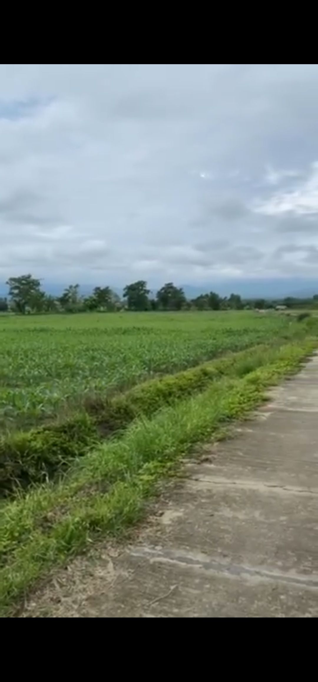 ขายที่ดินเชียงราย อำเภอแม่สรวย ขายด่วนถูกๆ 9-1-39 ไร่ ราคาถูกมาก