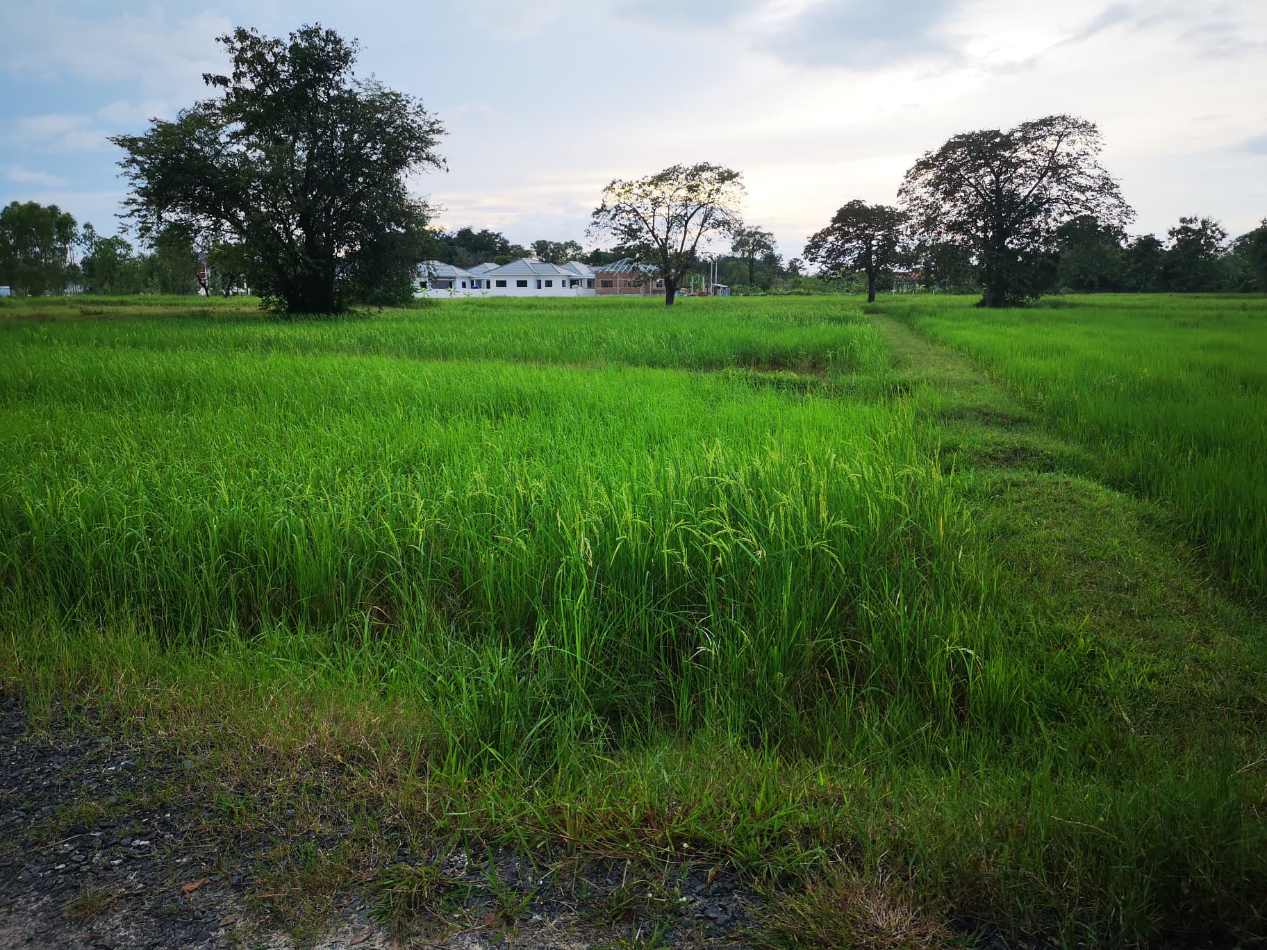 ขายที่ดินสุรินทร์ เมืองสุรินทร์ 1-0-53.7