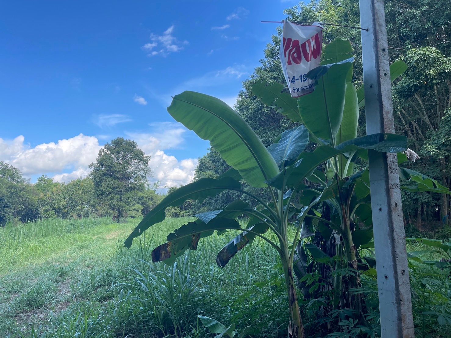 ขายที่ดิน 4-1-20 ตรว. พะเยา อำเภอภูซาง ที่ดินสวย ทำเลดี ใกล้ศูนย์ราชการ