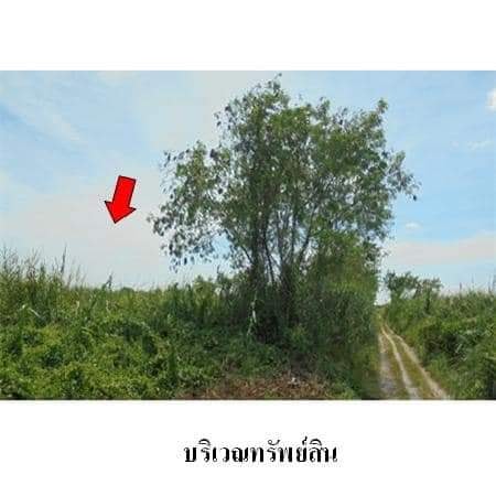 ที่ดิน ติดม.แสงตะวัน นครศรีธรรมราช 45 ตรว.