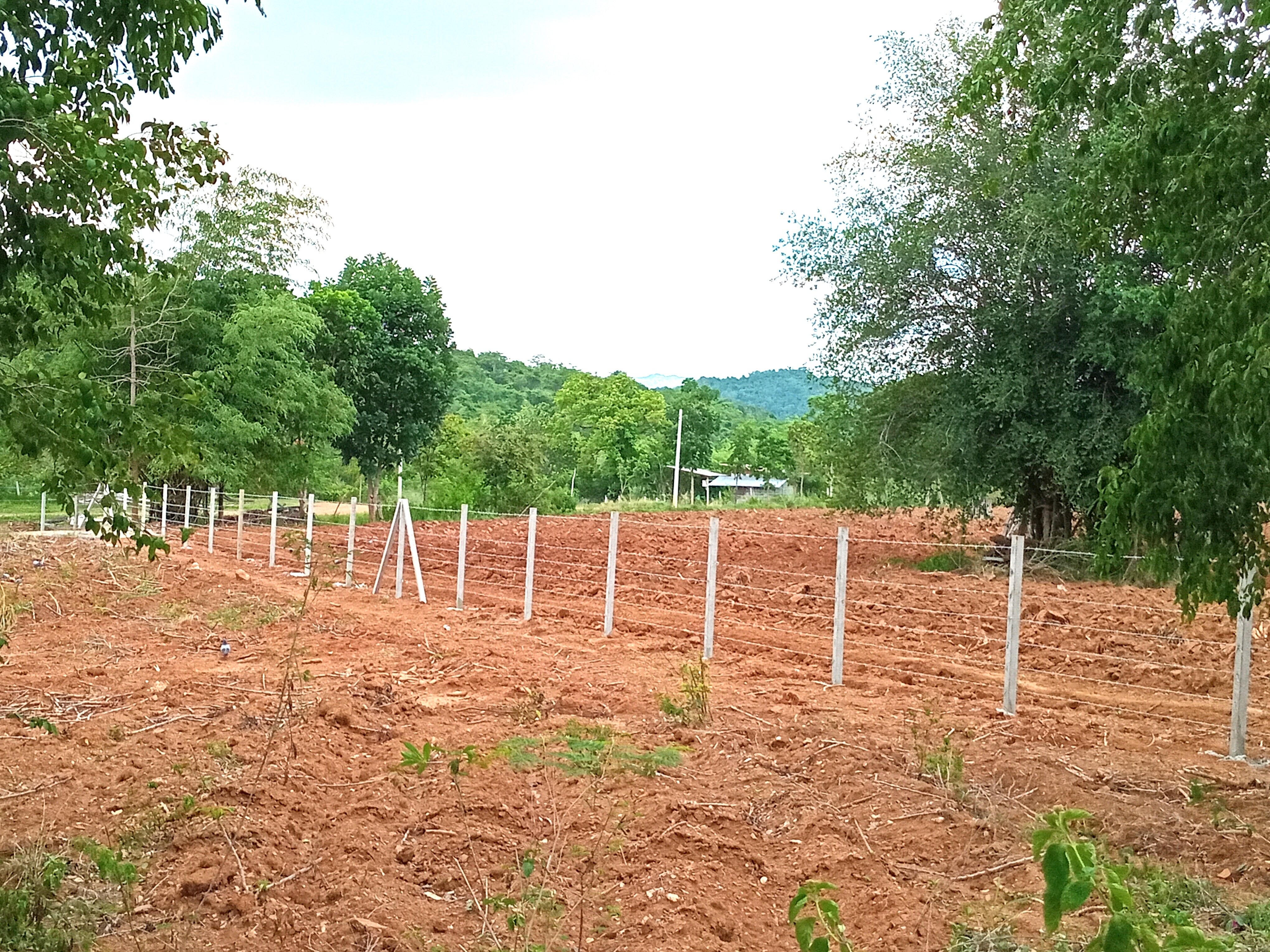 1-3-36 ไร่ โฉนดครุฑแดง ที่ดิน มวกเหล็ก สระบุรี