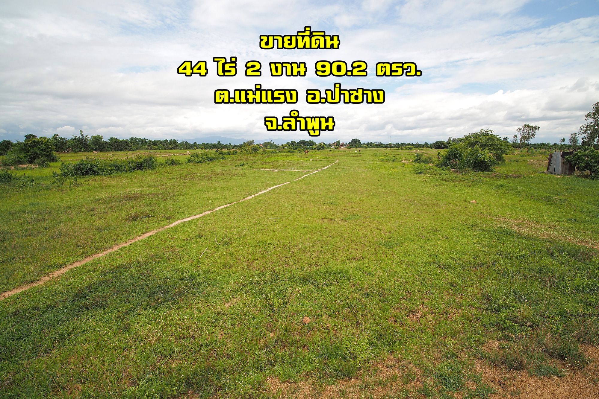 ขายที่ดิน ดอนตอง ผืนใหญ่ ต.แม่แรง อ.ป่าซาง จ.ลำพูน