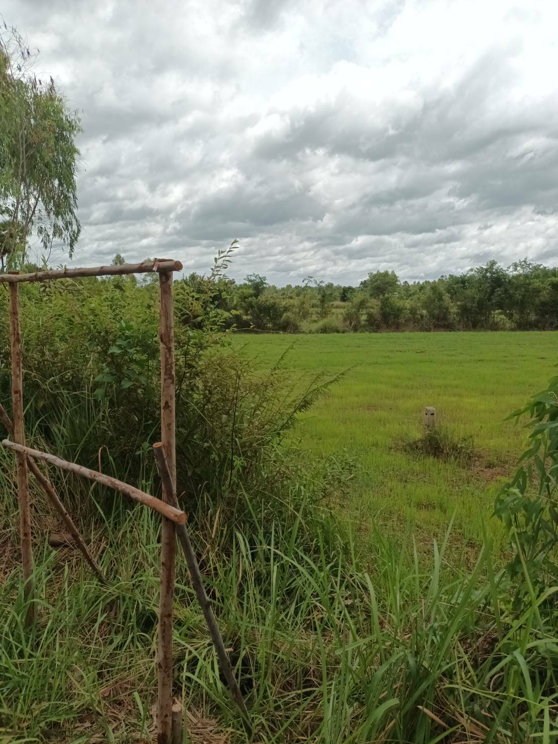 ขายที่ดินอุบลราชธานี จ.อุบลราชธานี อ.เขื่องใน 11-0-10 ไร่