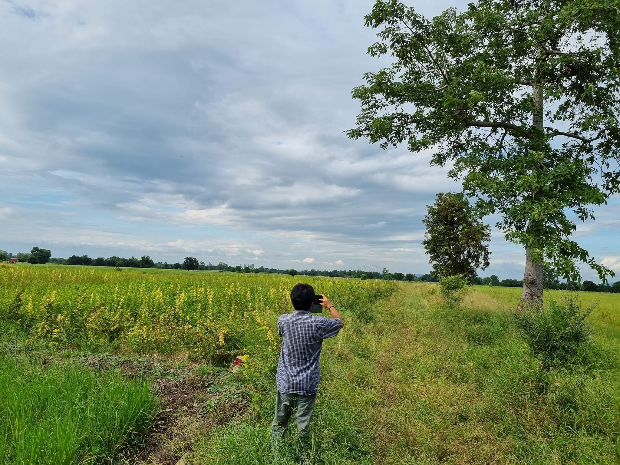 ที่นา โคกสำโรง ลพบุรี ติดทางสาธารณะ