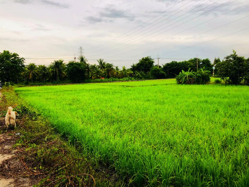 ขายที่ดินชลบุรี  วิวภูเขา ใกล้ตัวเมืองชลบุรี