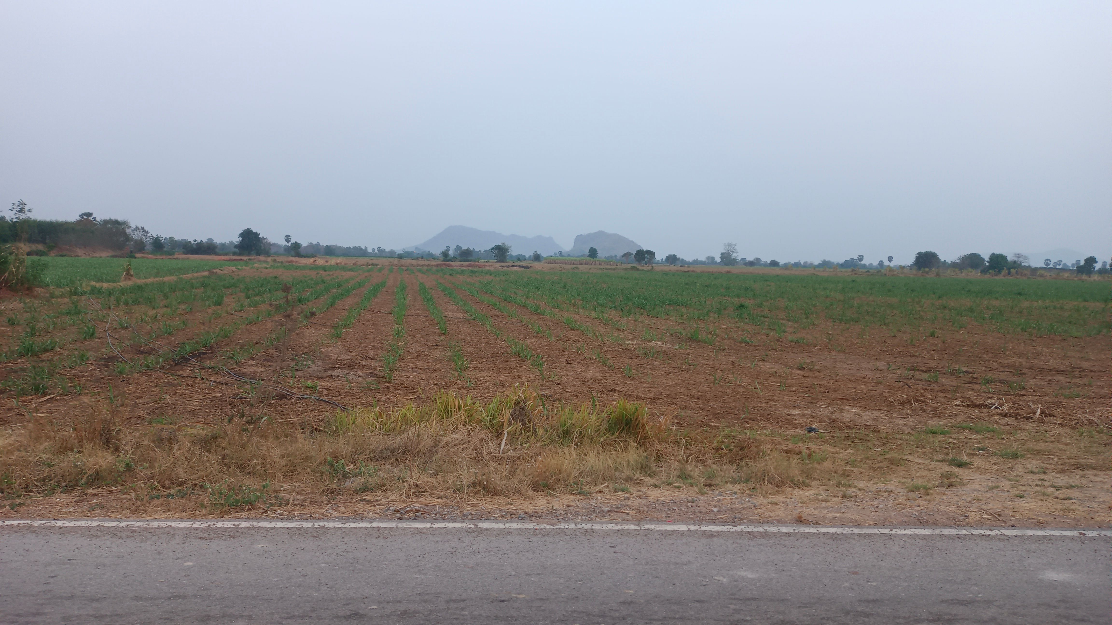 ขายที่ดิน 21 ไร่เศษ ติดถนนดำมีไฟฟ้าน้ำปะปา สระน้ำในที่ ต.หัวหวาย อ.ตาคลี จ.นครสวรรค์