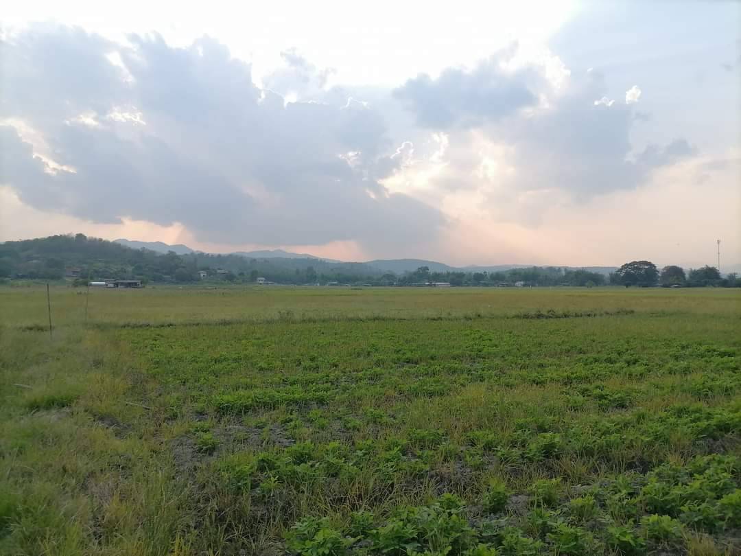 ที่นา วิวดอย ติดน้ำแม่ริม เชียงใหม่ 5-2-22 ไร่