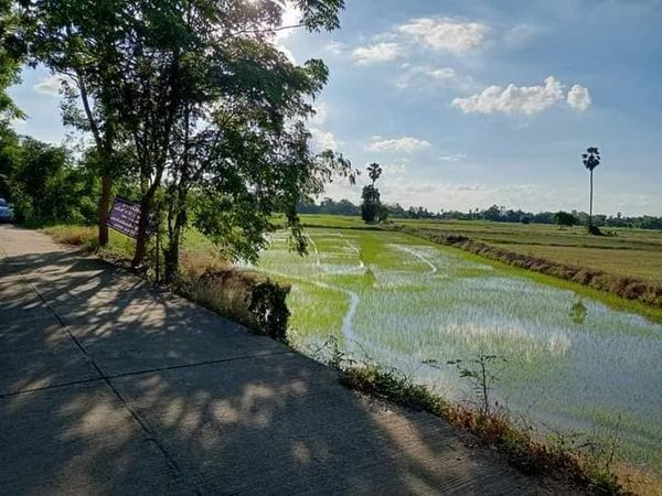 ที่ดินติดถนนคอนกรีต หมู่ที่ 5 ตำบลบ้านกร่าง สุโขทัย 8-1-95.2