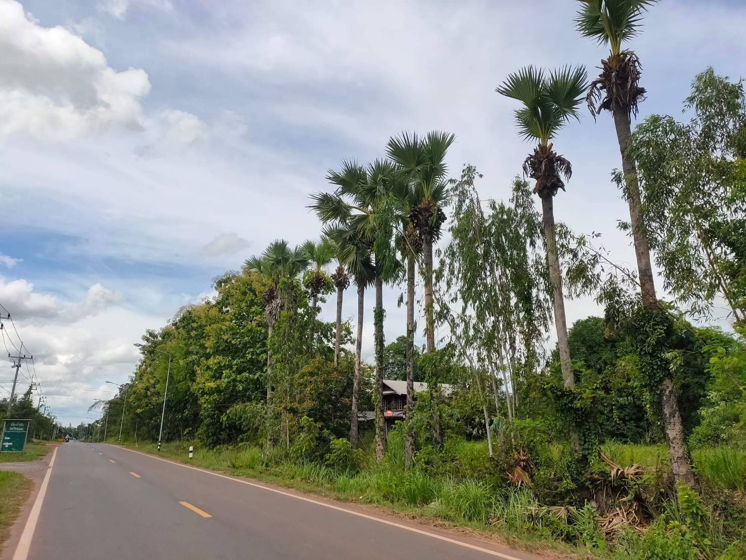 ขายที่ดินพร้อมบ้าน ไทยเจริญ ยโสธร 19-0-83
