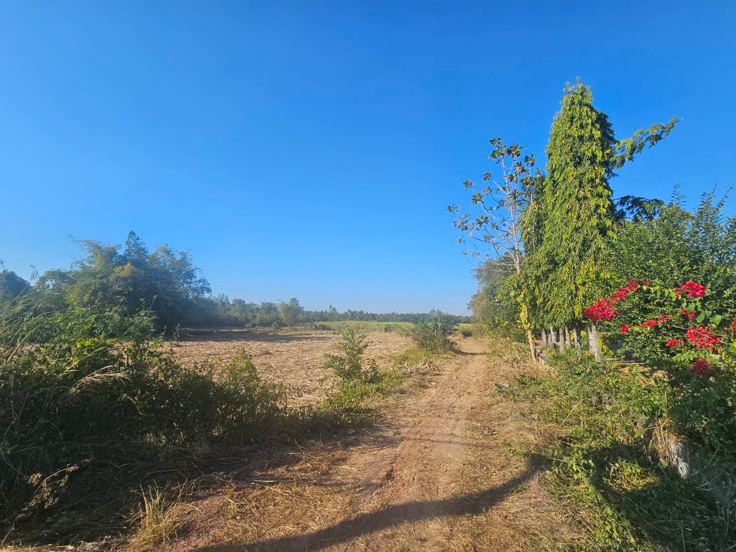 ขายที่ดินขอนแก่น อ.หนองเรือ ติดถนนมลิวรรณ ทำเลดี เดินทางสะดวก น่าลงทุน