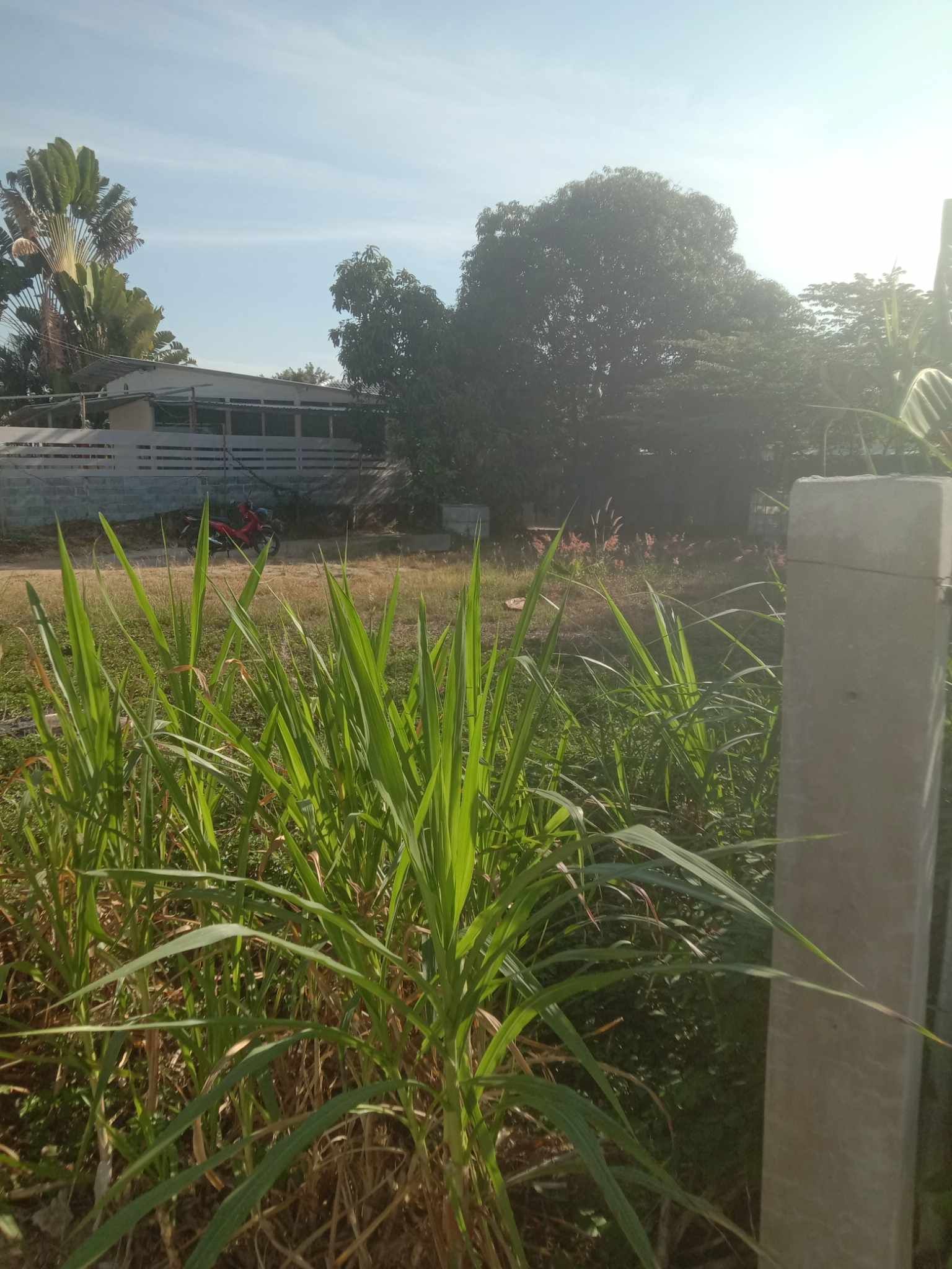 ขายที่ดินชลบุรี อำเภอบางละมุง ขายถูก ที่ดินแปลงสวย ห้วยใหญ่