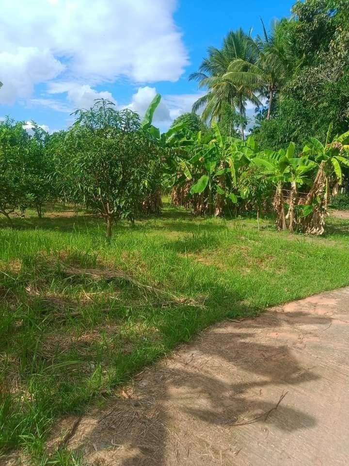 ขายด่วน ที่พร้อมปลูกบ้านในชุมชนบ้านพลัง องเมืองชัยภูมิ