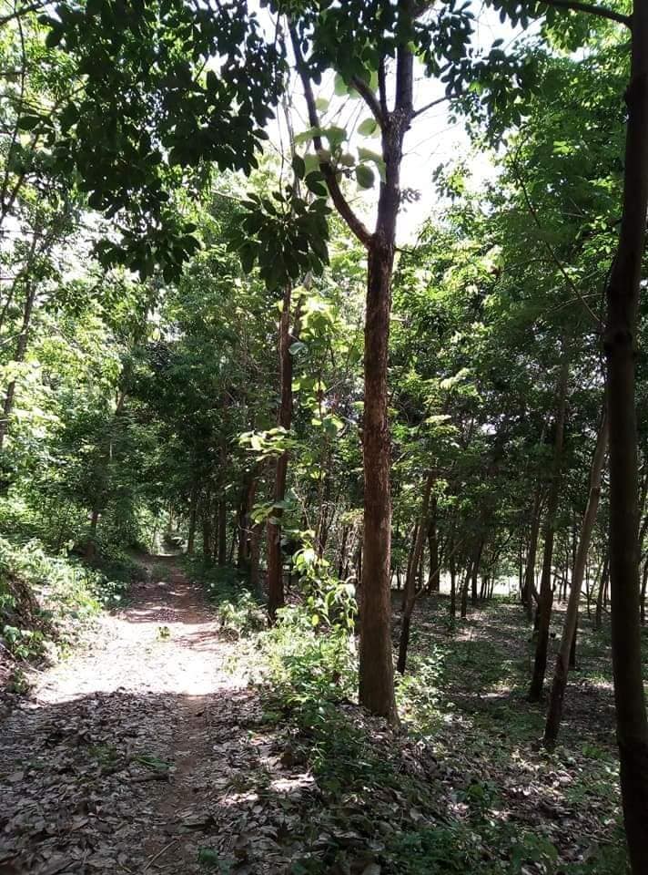 ที่ดินพร้อมสวนยางพาราและสวนสัก อุตรดิตถ์ 2-3-49