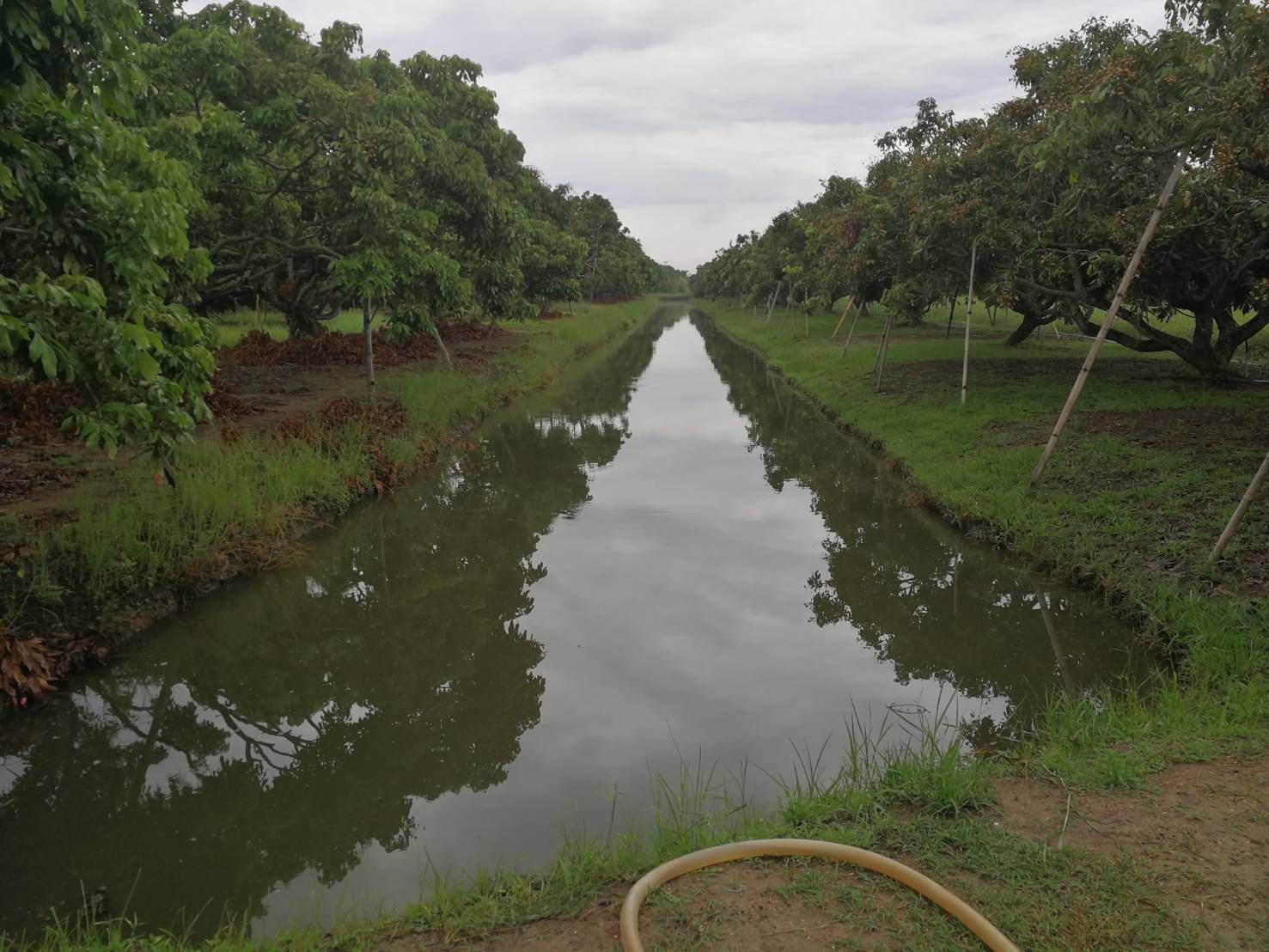 DD#0127 ขายที่สวน ต.หนองตอง อ.หางดง เชียงใหม่ 4ไร่-1งาน-59ตร.วา