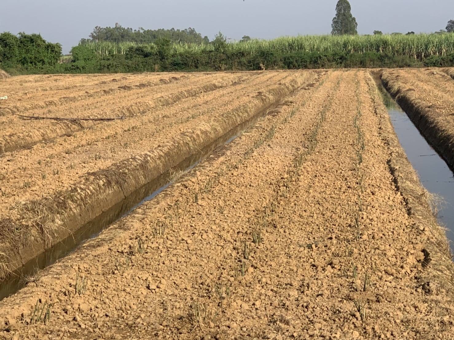 ที่ดินสวนข่า สุพรรณบุรี 9-2-48