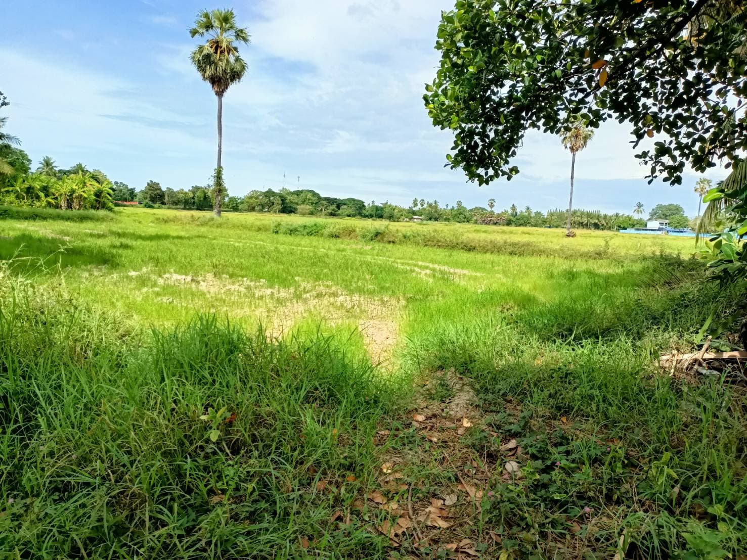 ที่ดินเปล่า ท่ายาง เพชรบุรี 