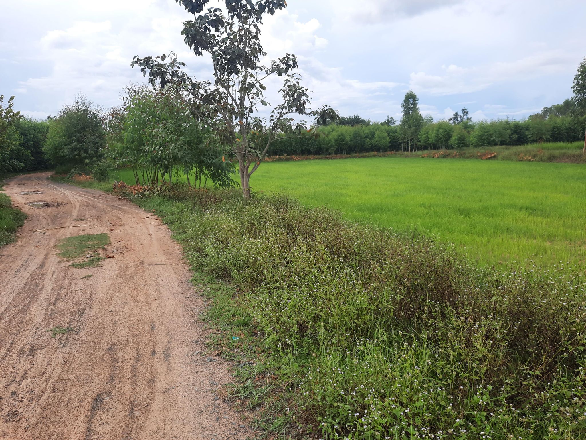 ที่ดินที่นา สังขะ สุรินทร์ 3-0-0