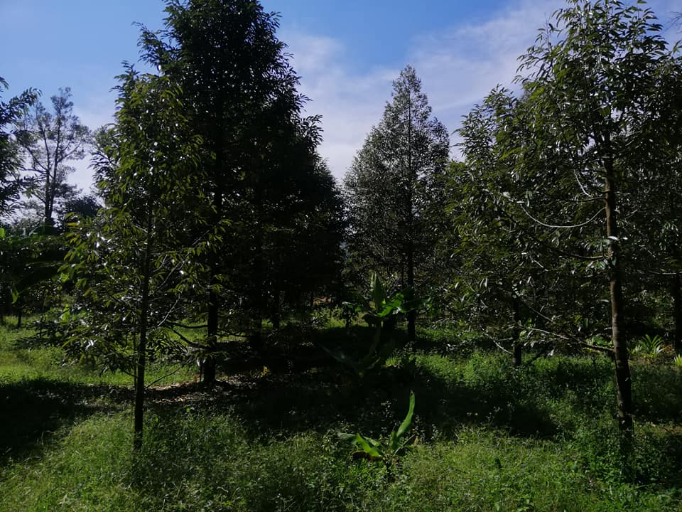 ขายที่ดิน จันทบุรี 1-2-10 ไร่