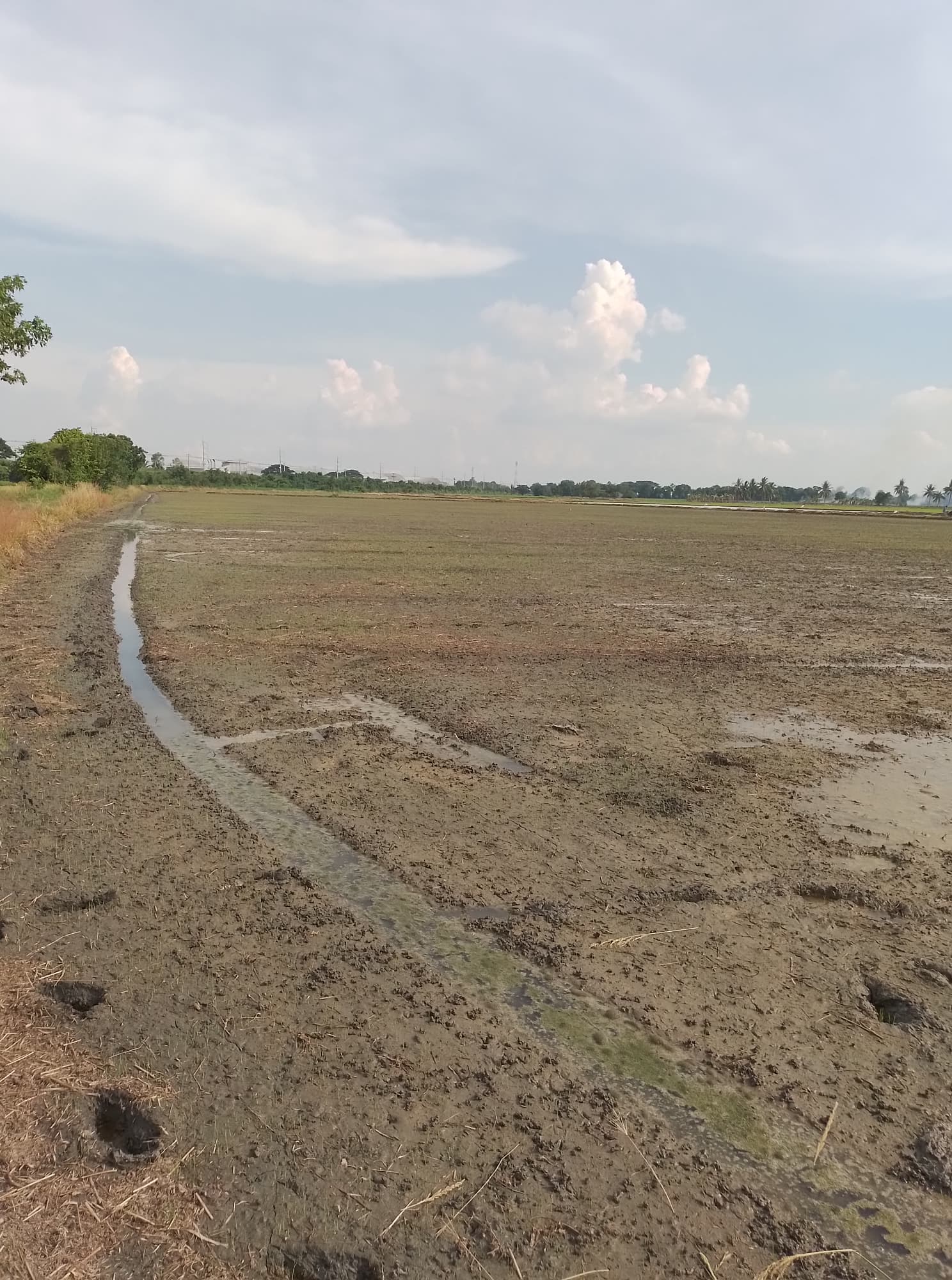 ขายที่ดินชัยนาท มโนรมย์ 16-2-60