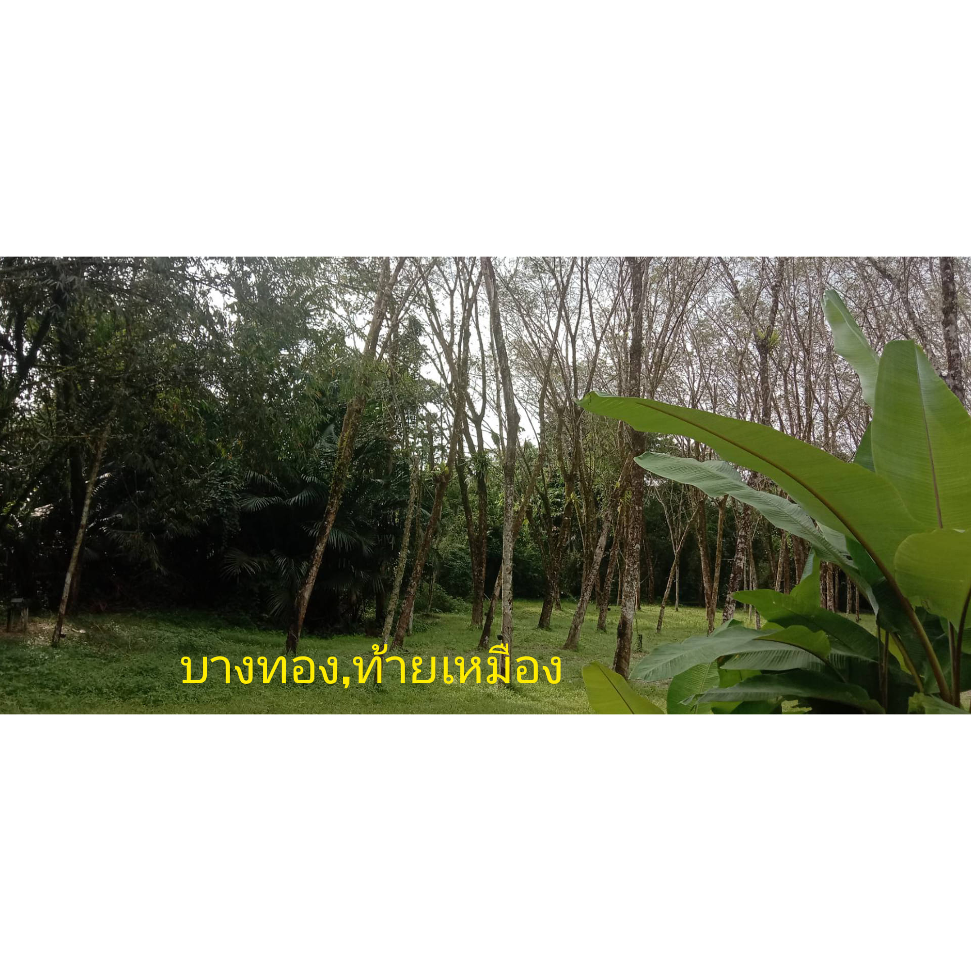 ที่ดิน บางทอง,ท้ายเหมือง พังงา 8-1-55.3