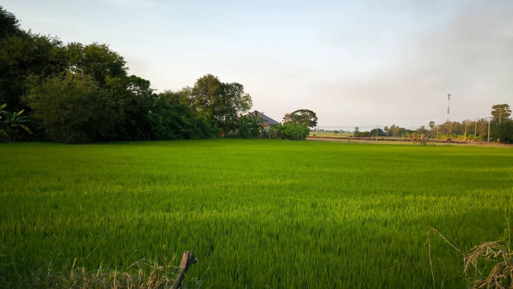 ขายที่ดินด่วน
