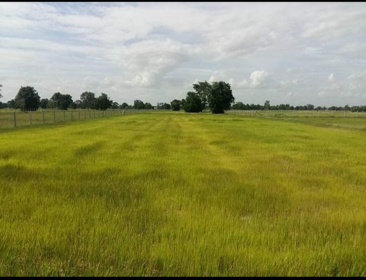 ที่ดินที่นา เมืองสุรินทร์ 5-2-33.7