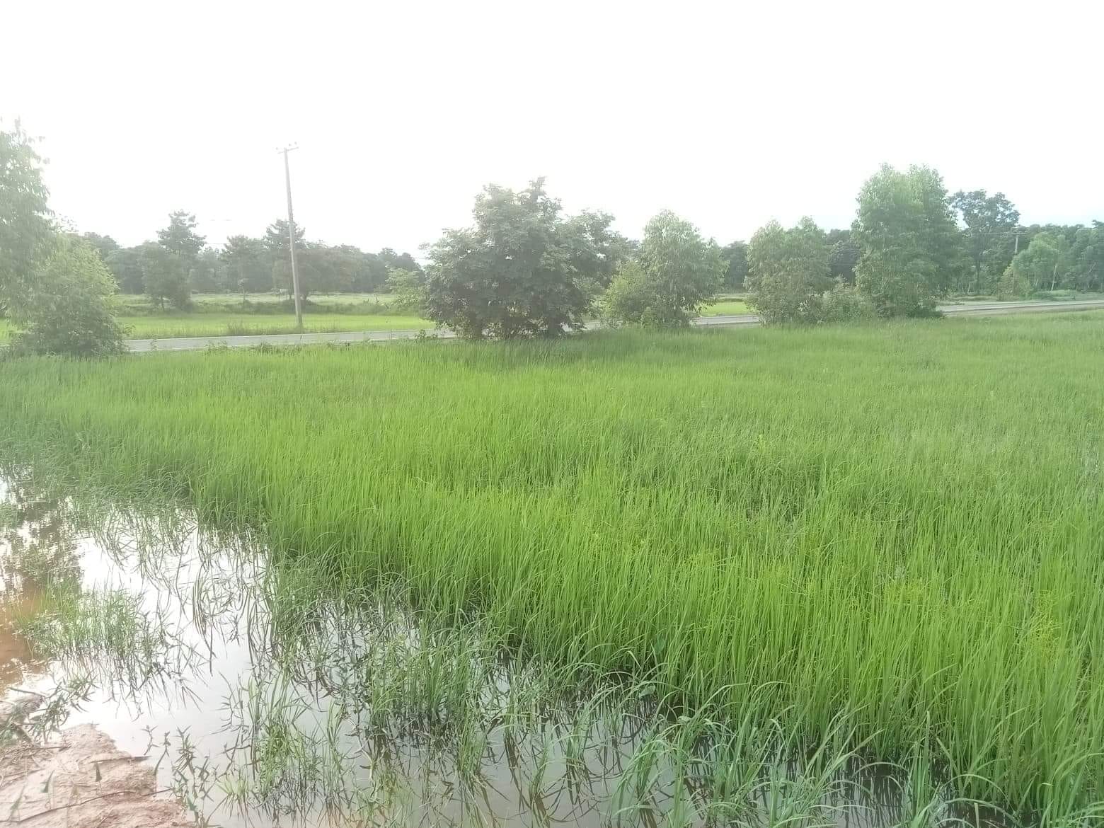 ขายที่ดิน ที่เปล่า จอมพระ สุรินทร์ 8-2-46