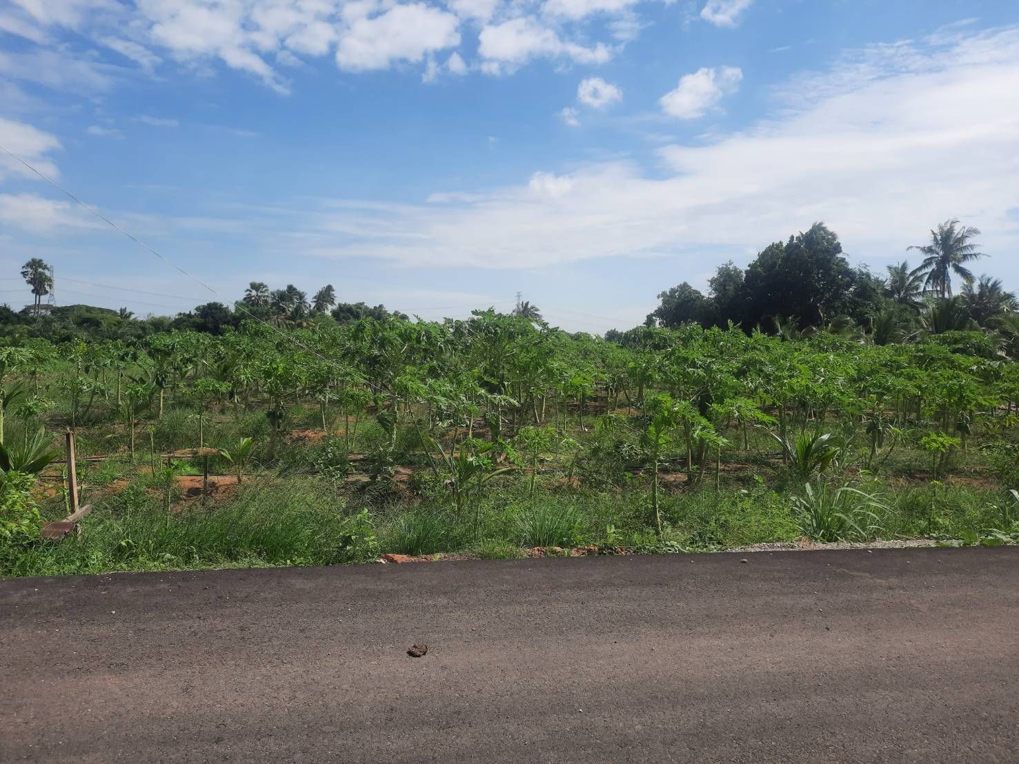 ขายที่ดินโพธาราม จังหวัดราชบุรี 1-3-83 ไร่
