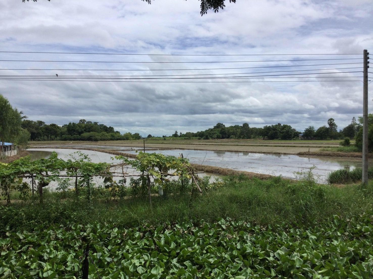ขายที่ดินสุพรรณบุรี อำเภอหนองหญ้าไซ ที่ดินเปล่า ติดถนนสาธารณะ สาธารณูปโภคครบครัน 16-0-0 ไร่.