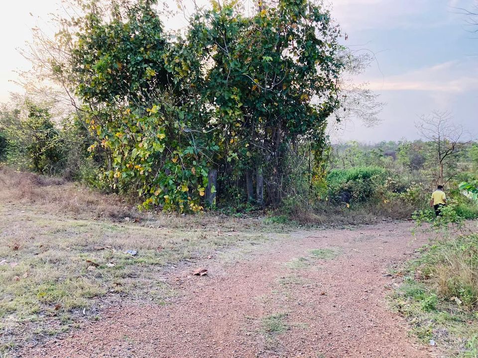 ที่ดิน  บ้านสันคะยอม ต.ป่าสัก อ.เมือง ลำพูน 10-0-62