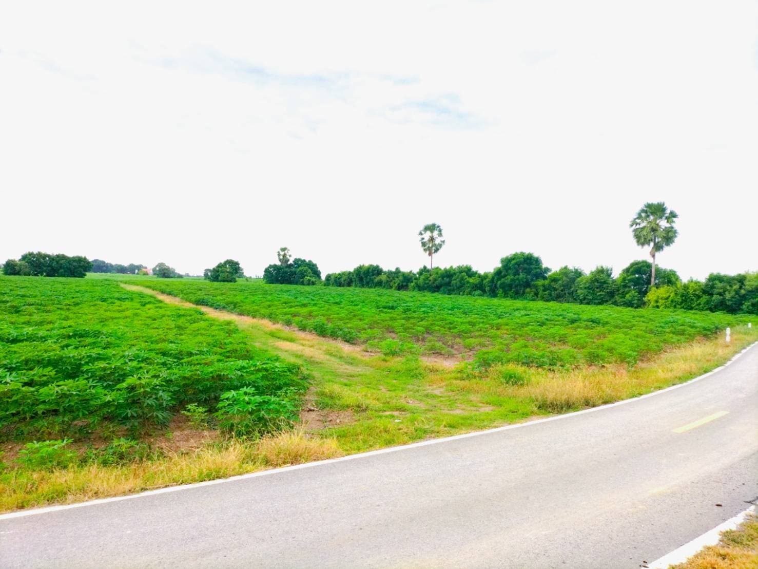 ขายที่ดิน อู่ทอง สุพรรณบุรี 14-0-83