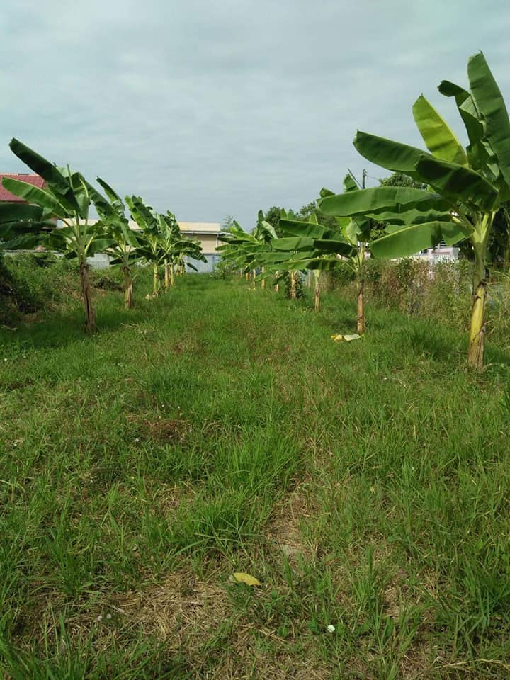 ที่ดิน​ บ้านหนองไผ่​ ศิลา​ ขอนแก่น 186 ตรว.