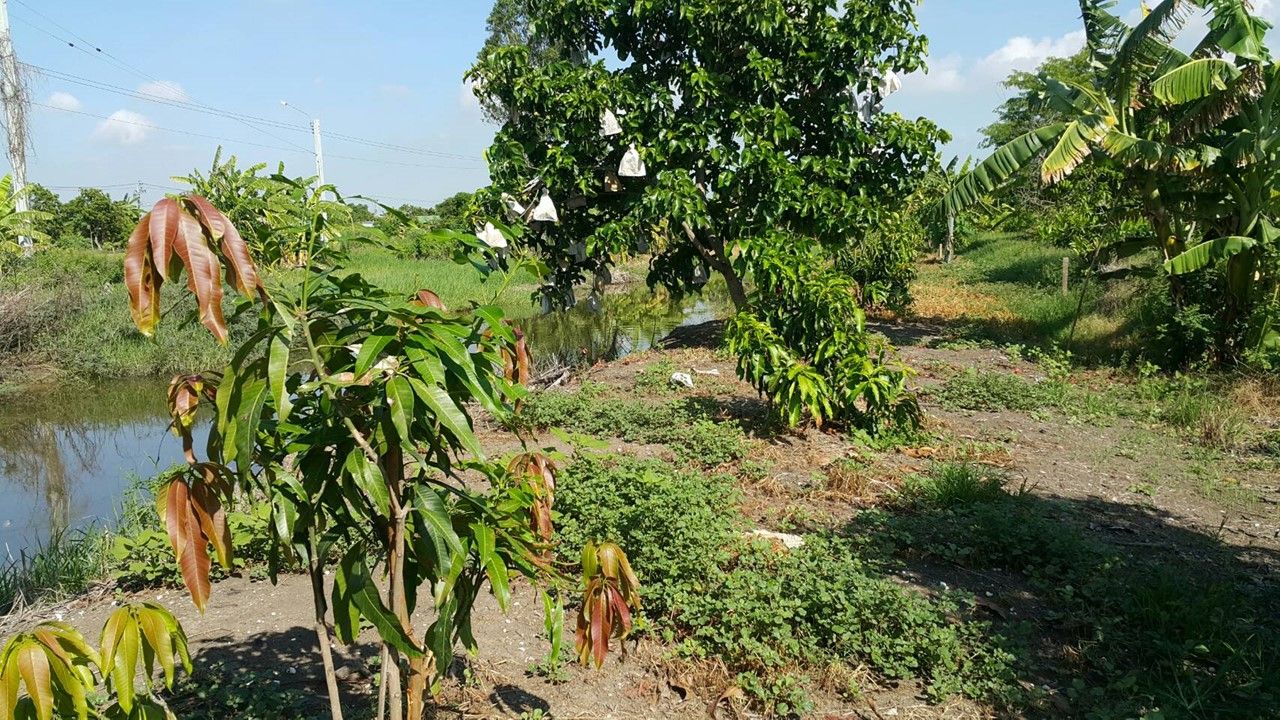 ขายด่วน พื้นที่ ต.หนองปรือ (พื้น40 บ่อ60)