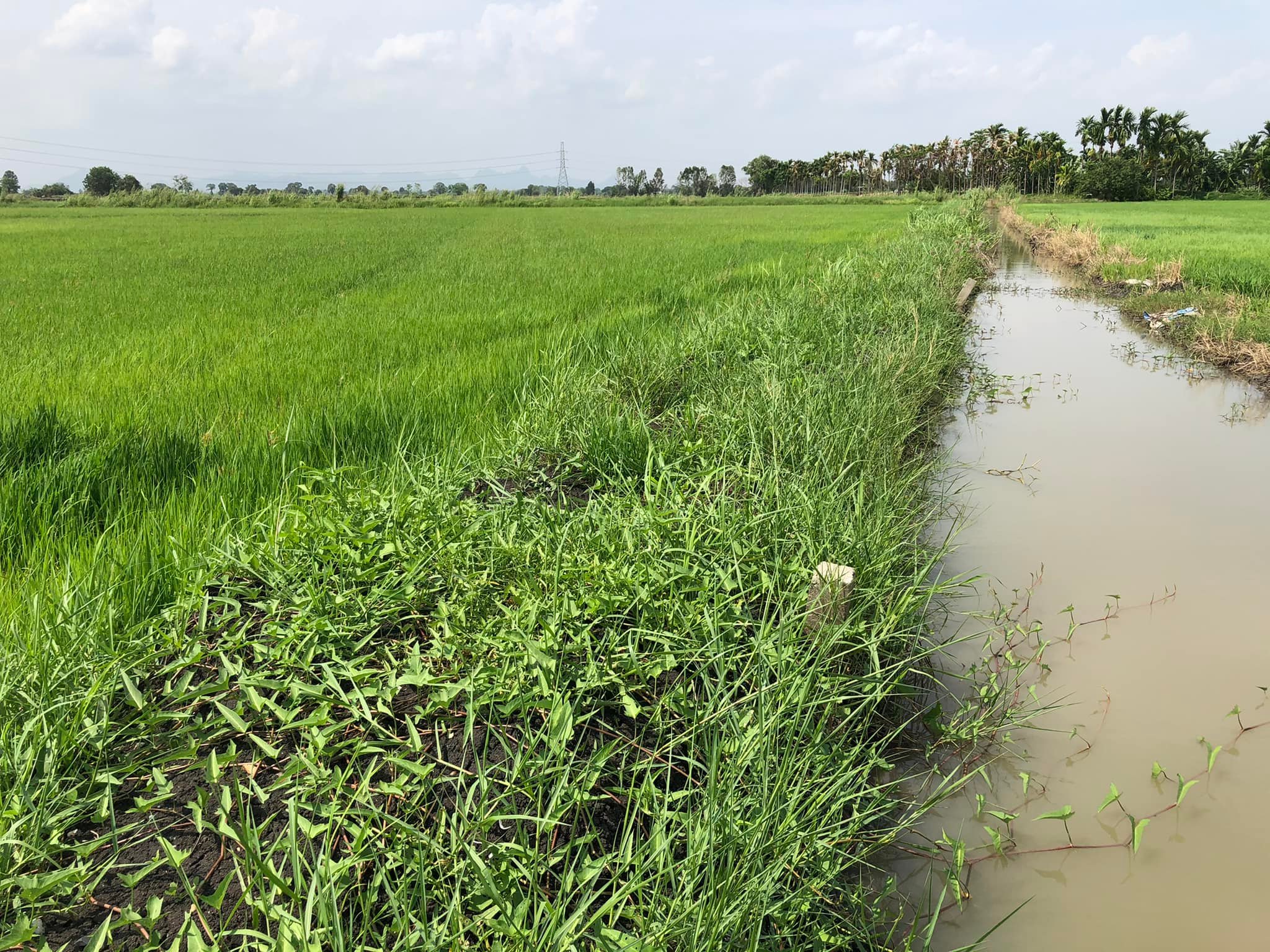 ขายที่นา ต.ดอนทอง อ.หนองโดน จ.สระบุรี 10-0-78 ไร่