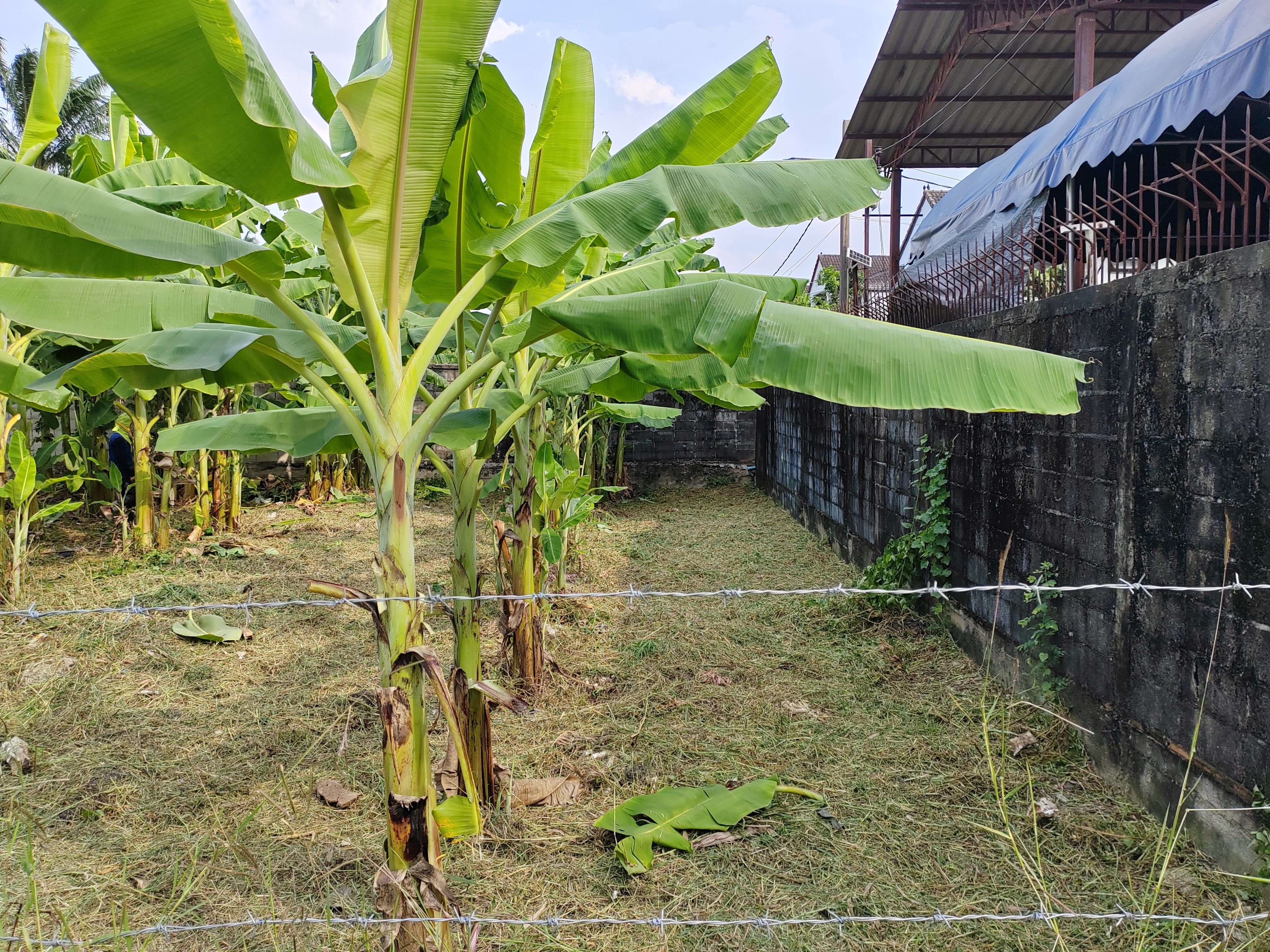 ขายที่ดินกรุงเทพ บางแค ที่เปล่า​ 146​ ตรว.