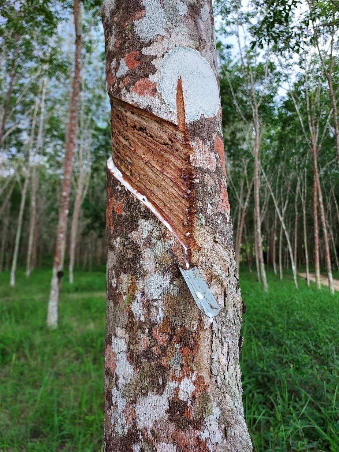 ที่ดินสวนยาง