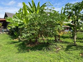ที่ดินห่างจากแม่น้ำโขงประมาณ50เมตร หนองคาย 175 ตรว.