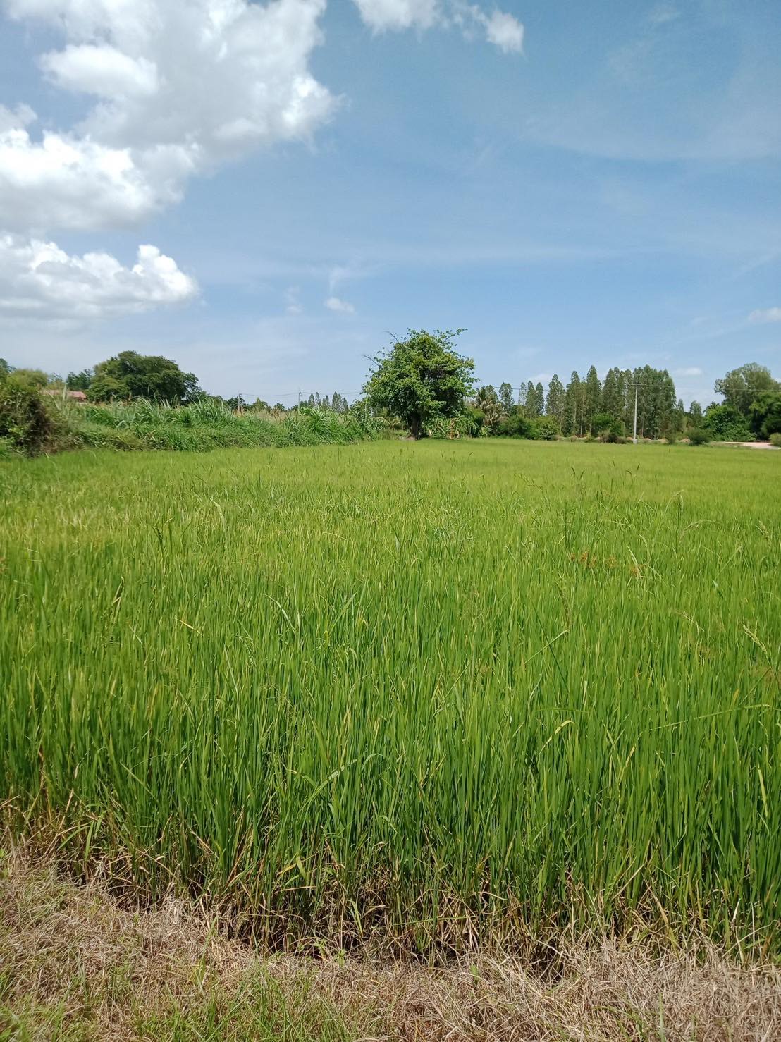 ที่ดินที่นา กาญจนบุรี 4-3-24