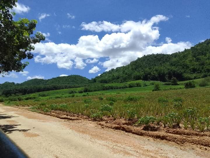 ที่ดินสวนยาง บ้านไร่ อุทัยธานี 25-2-96