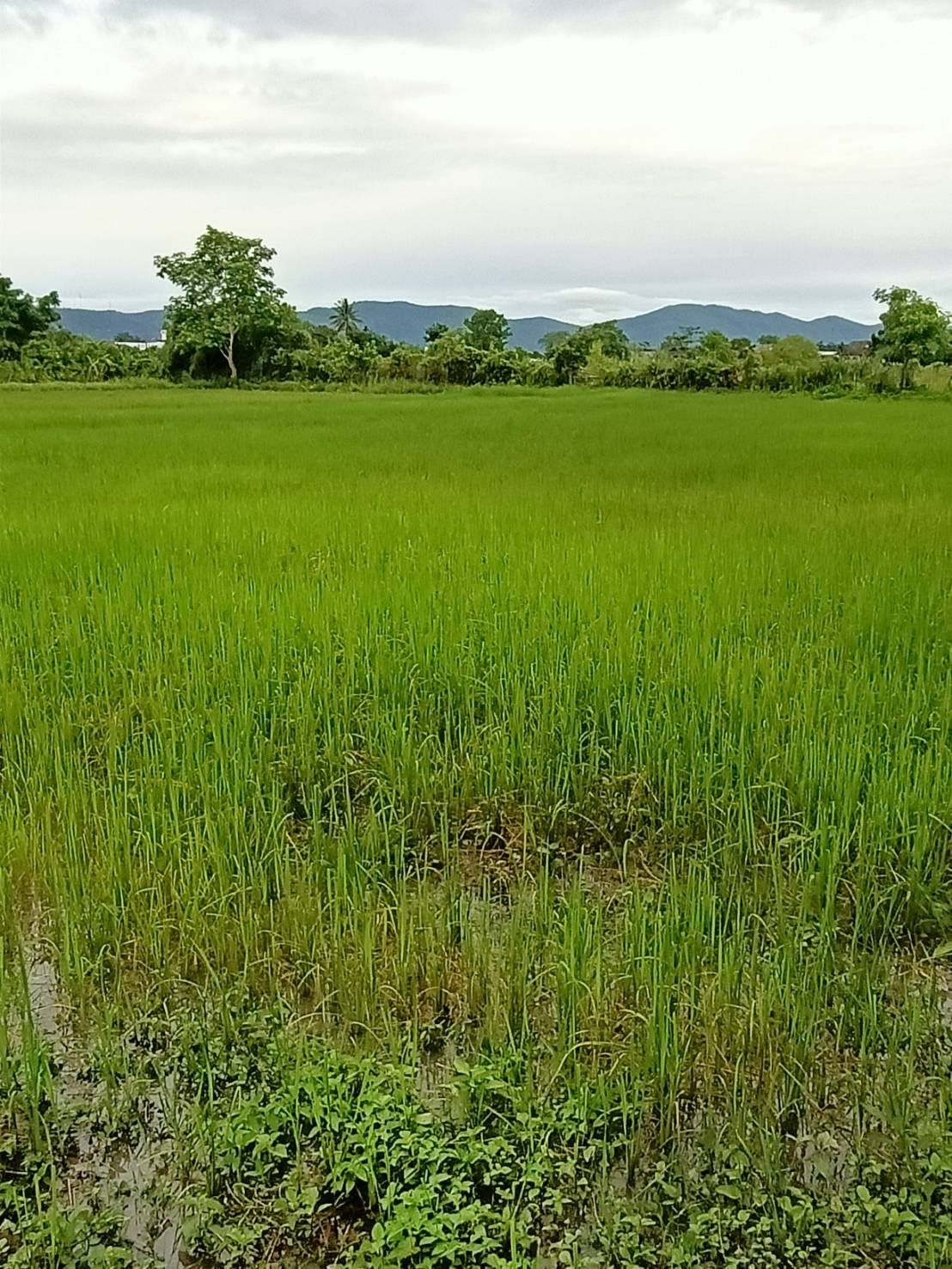 ขายที่ดินเชียงราย ใกล้เมือง