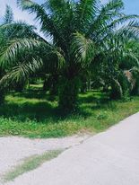 ที่ดิน สวนปาล์ม นครศรีธรรมราช 0-3-96