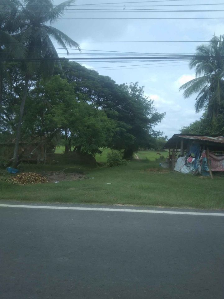 ที่นา บ้านหนองเม็ก ต.หัวเรือ อุบลราชธานี 1-0-31