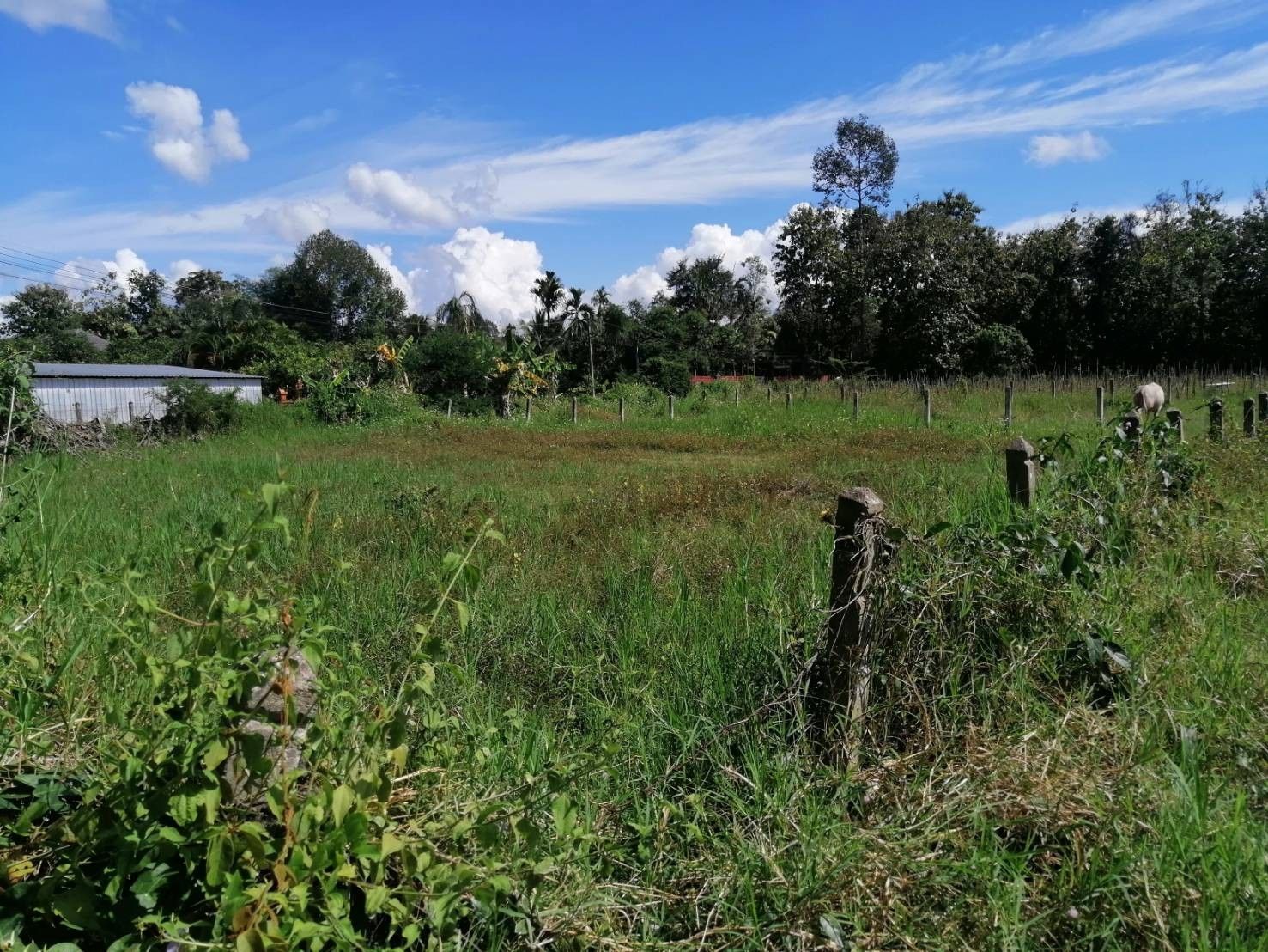 ขายที่ดิน สันทราย เชียงใหม่
