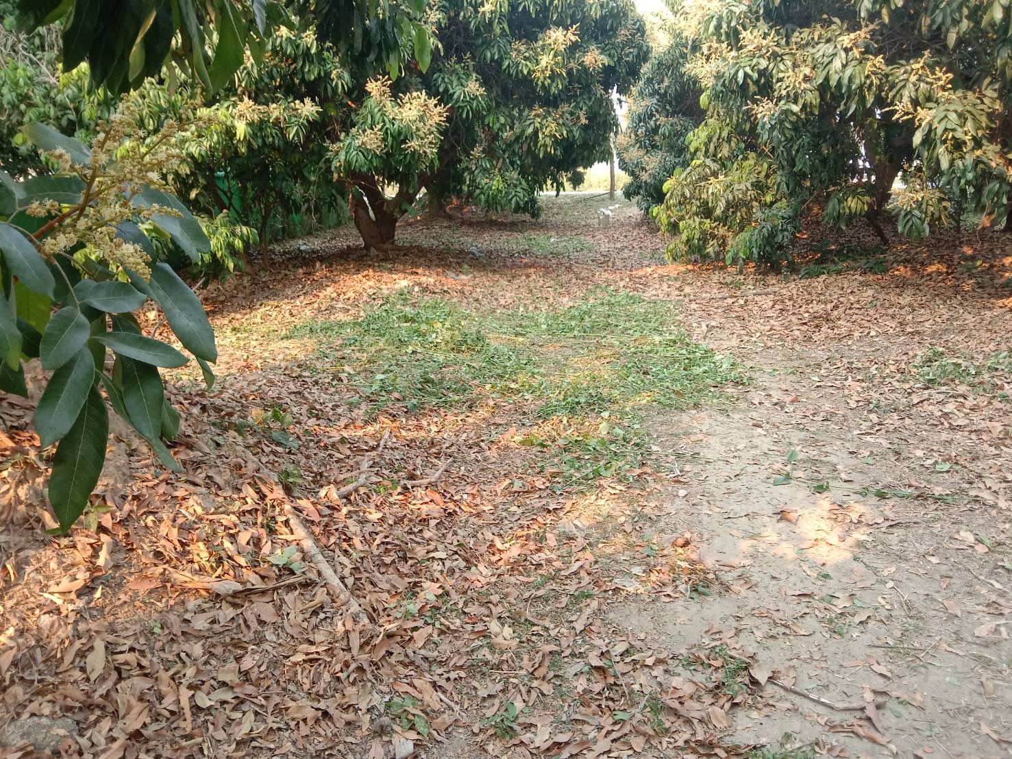 ที่ดินเปล่า อ.เมือง ลำพูน 161 ตร.ว.