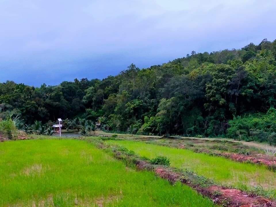 ที่ดินพร้อม(สวนพิกุลการเกษตร) น่าน 15-2-84