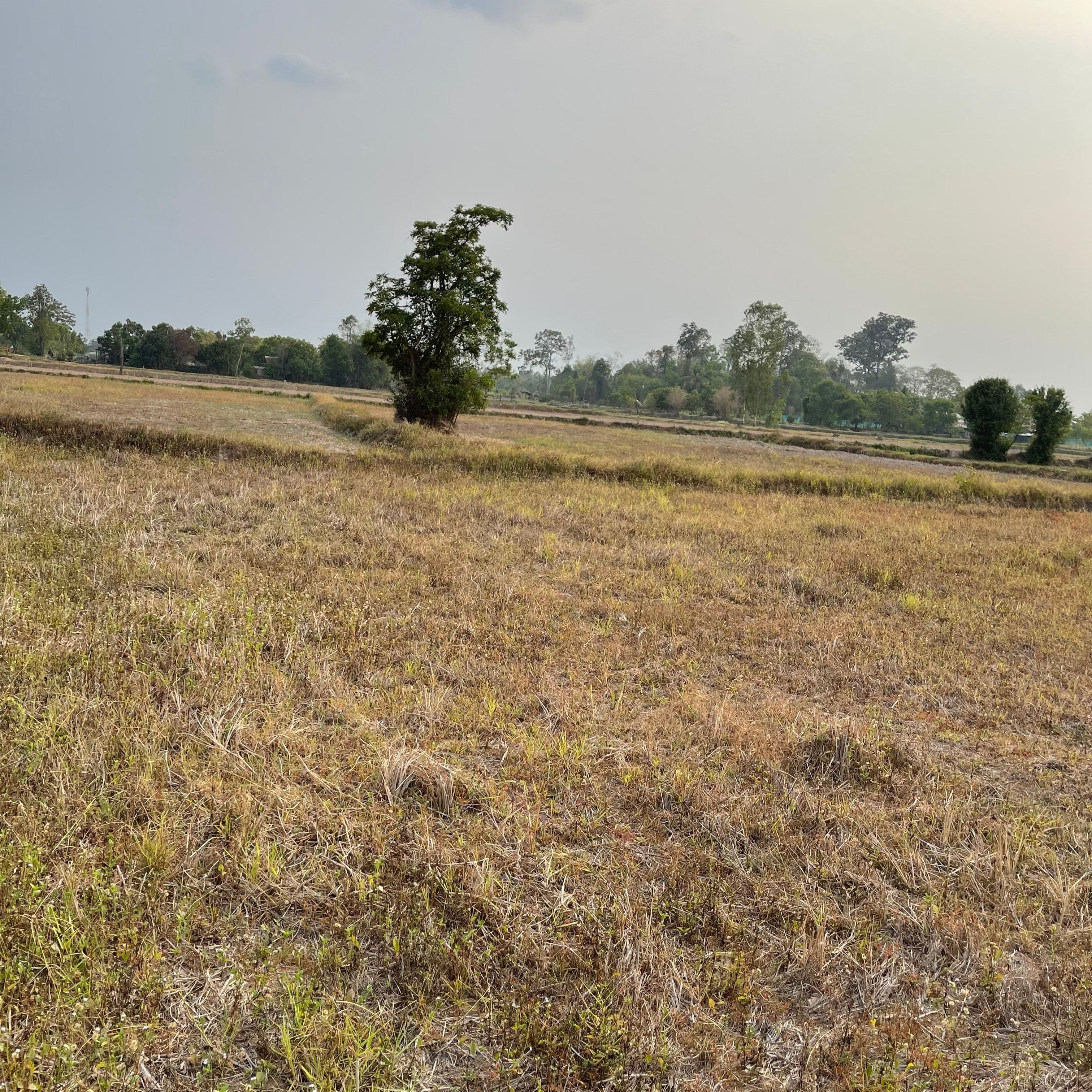 ขายที่ดินศรีสะเกษ  อำเภอยางชุมน้อย