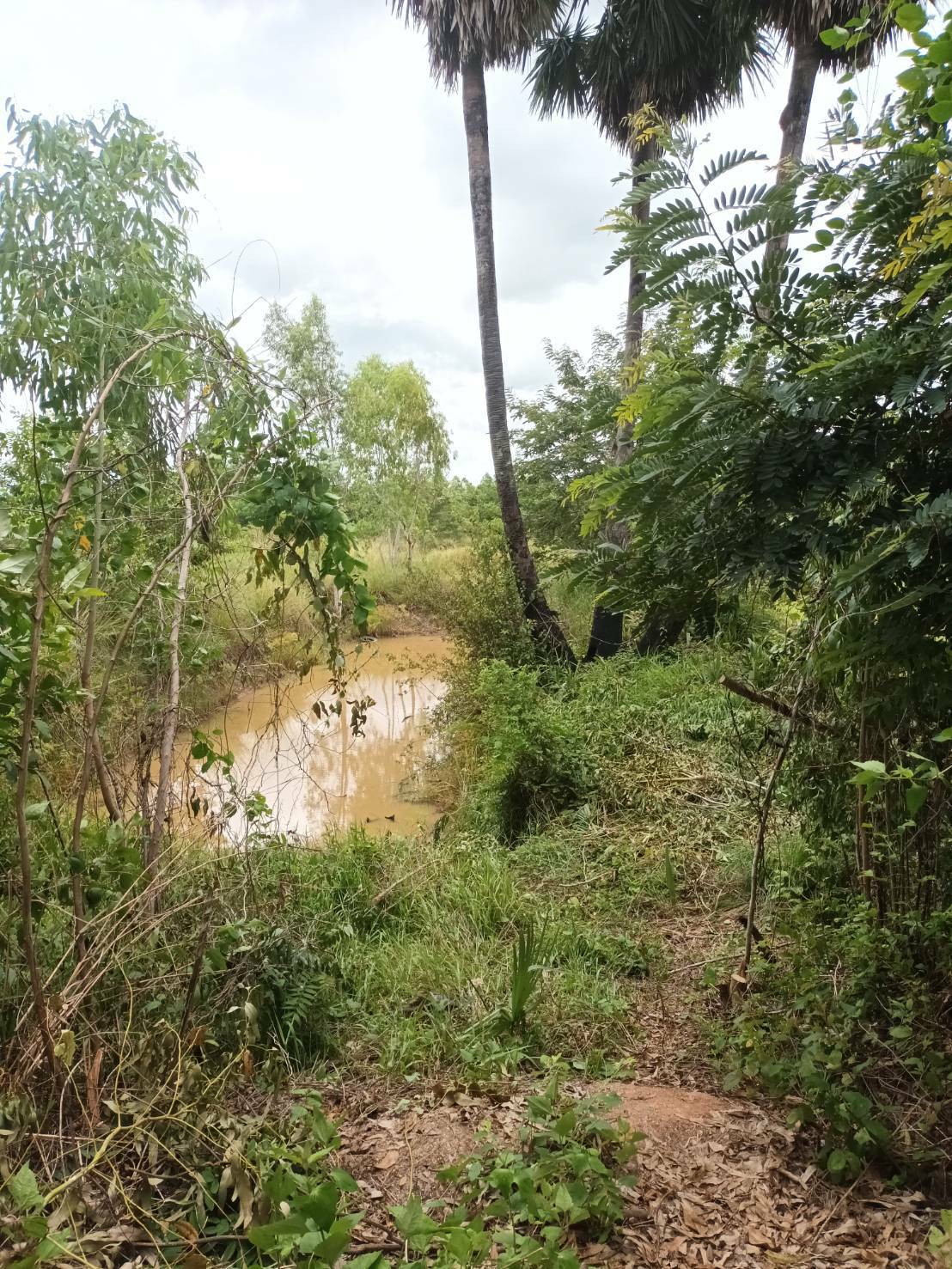 ขายที่ดินอุบลราชธานี จ.อุบลราชธานี อ.เขื่องใน 11-0-10 ไร่